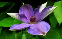 Jigsaw Puzzle Clematis