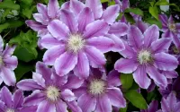 Jigsaw Puzzle clematis