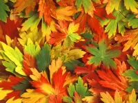Puzzle maple leaves
