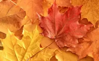 Jigsaw Puzzle Maple Autumn