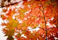 Puzzle maple autumn