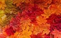 Quebra-cabeça Maple leaves