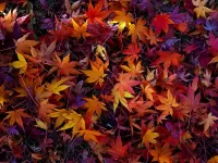 Jigsaw Puzzle Maple leaves