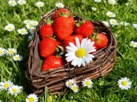 Jigsaw Puzzle Strawberries and chamomile