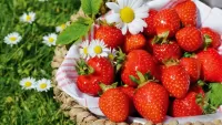 Quebra-cabeça Strawberries with camomiles