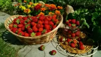 Jigsaw Puzzle Strawberries in the basket