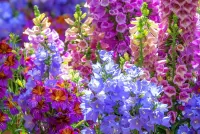 パズル Flower bed of bluebells