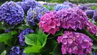 Puzzle Flower bed with hydrangeas