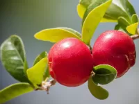 Slagalica Cranberry