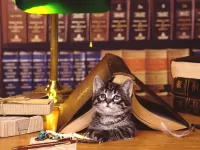 Пазл Книги и котенок
