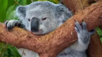 Puzzle Koala
