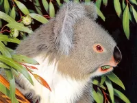 パズル Koala 1
