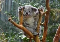 Слагалица Koala