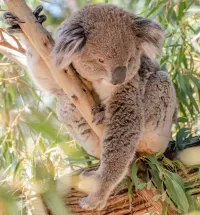 Bulmaca Koala