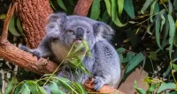 Rompecabezas Koala