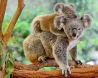 Bulmaca Koala on a branch