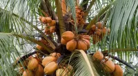 Puzzle Coconut palm