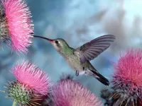 Rätsel Kolibri