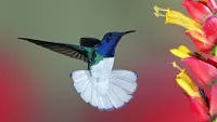 Quebra-cabeça Hummingbird