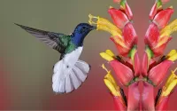 Quebra-cabeça Hummingbird