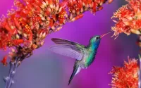Slagalica Hummingbird