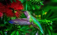 Puzzle hummingbird