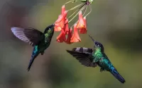 Puzzle Hummingbird