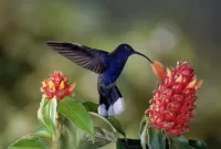 Puzzle Hummingbird