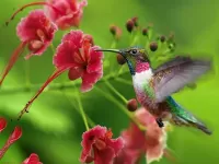 Puzzle Kolibri u tsvetka