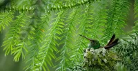 Bulmaca Hummingbird in the nest