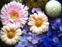 Quebra-cabeça Flowers collage