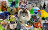 Jigsaw Puzzle Collage with animals