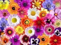 Jigsaw Puzzle Flowers collage
