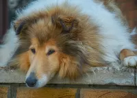 Jigsaw Puzzle Collie
