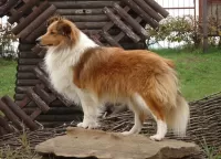 Jigsaw Puzzle Collie