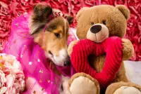 Zagadka Collie and teddy bear