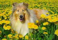 Puzzle Collie and dandelions