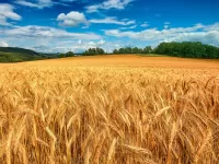 Пазл Колосья пшеницы
