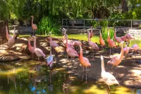 Quebra-cabeça Flamingo Company