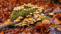 Rätsel mushroom company
