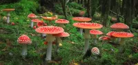 Rompicapo fly agaric company