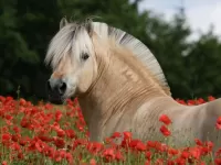 Puzzle Horse in the poppies
