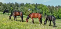 Zagadka Horses on the hillside