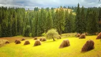 パズル Heap of hay near the forest