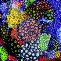 Jigsaw Puzzle Corals