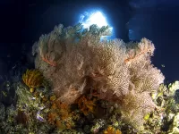 Quebra-cabeça Corals