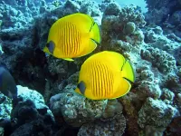 Rompecabezas Coral fish
