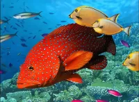 Слагалица Coral cod