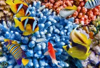 Пазл Коралловые рыбки 