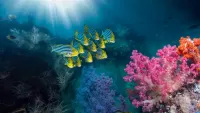 Jigsaw Puzzle Coral reef